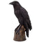 Raven