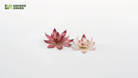 Gamers Grass | Laser Plants | Lotus Flower