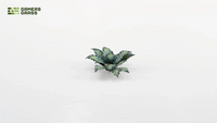 Gamers Grass | Laser Plants | Blue Agave