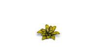 Gamers Grass - Laser Plants - Dumb Cane