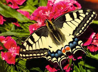 Ravensburger: Puzzle - Puzzle Highlights - Colorful Animals - Butterfly