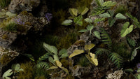 Gamers Grass - Laser Plants - Elephant Ear