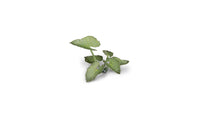 Gamers Grass - Laser Plants - Elephant Ear