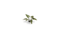 Gamers Grass - Laser Plants - Lords and Ladies