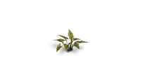 Gamers Grass - Laser Plants - Lords and Ladies